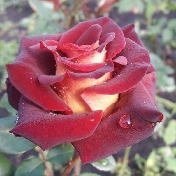 Роза чайно-гибридная ‘Eddy Mitchell’